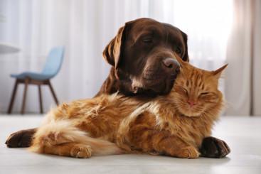 Honden, katten & valken